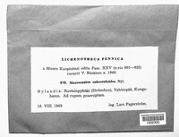 Image of Stereocaulon subcoralloides